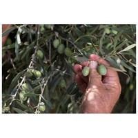 photo Natives Olivenöl Extra-12x0,5 L zylindrische Dosen-Handwerksprodukt aus 100% Italienischen Oliven 3