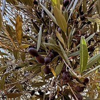 photo Extra natives Olivenöl, Packung mit 2 Flaschen à 100 ml und 4 Naturseifen 4